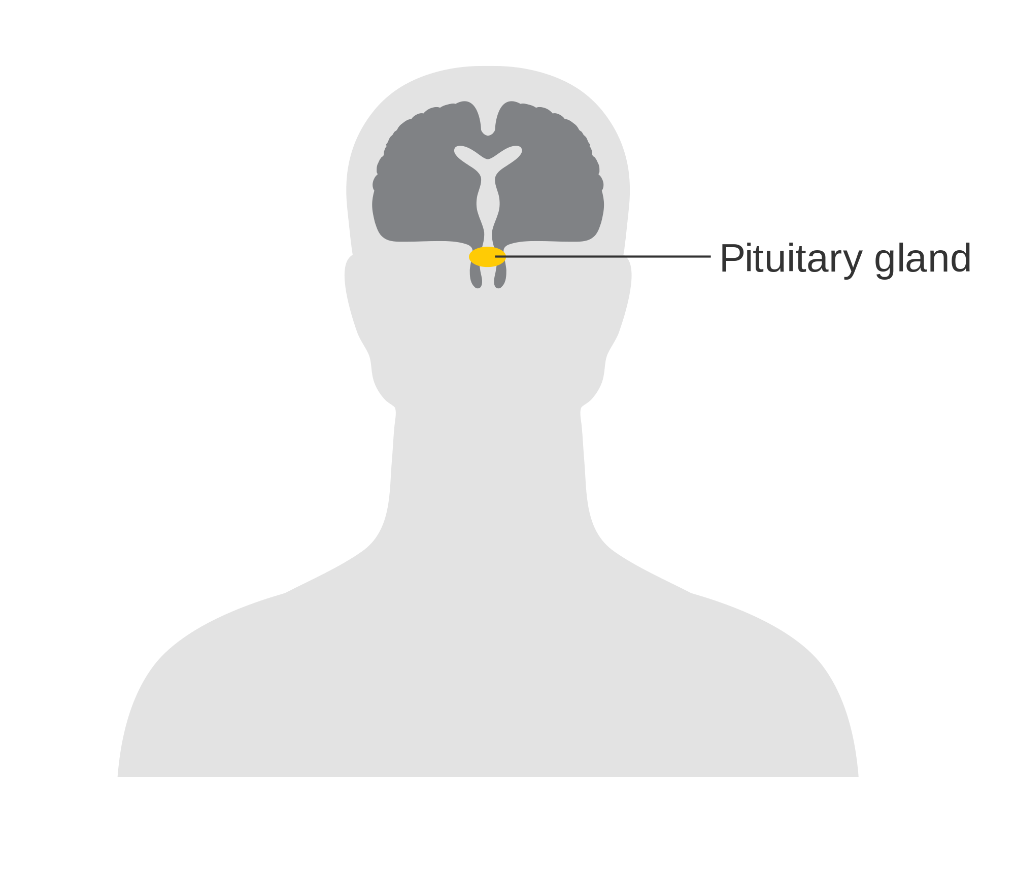 diagram_showing_the_position_of_the_pituitary_gland_in_the_brain_cruk_413-svg