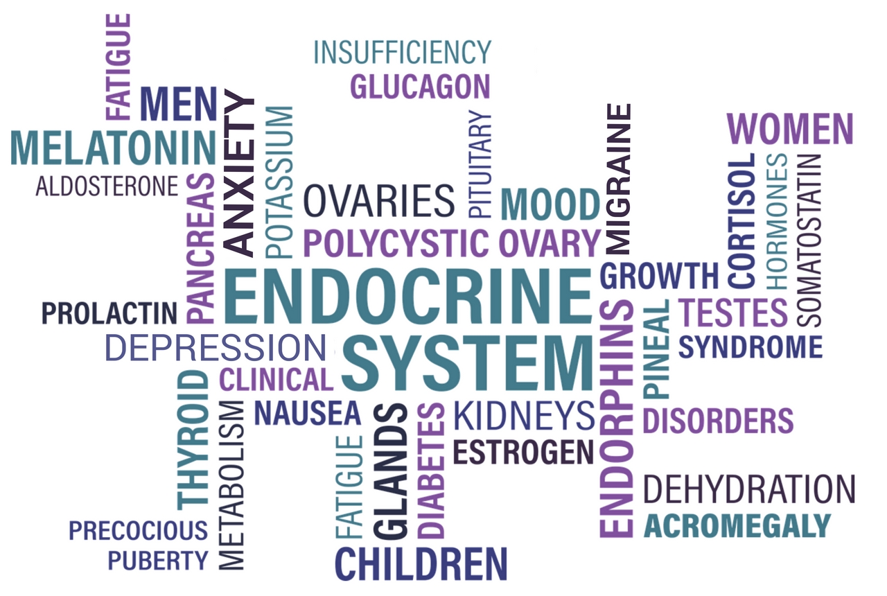 endocrine-system-word-art